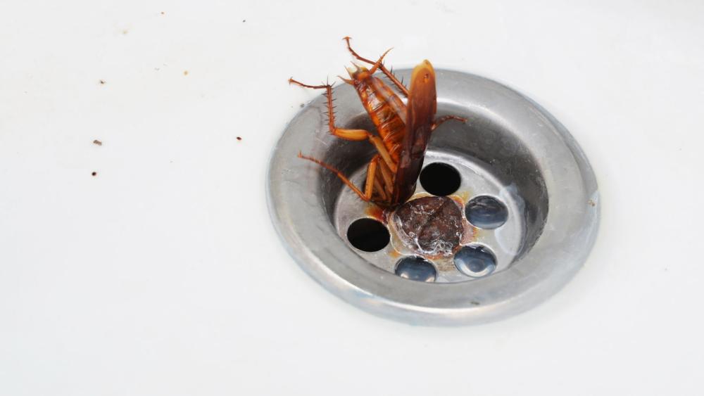 American roaches often come inside looking for water and food, so it’s a great idea to inspect areas like sinks and drains. 