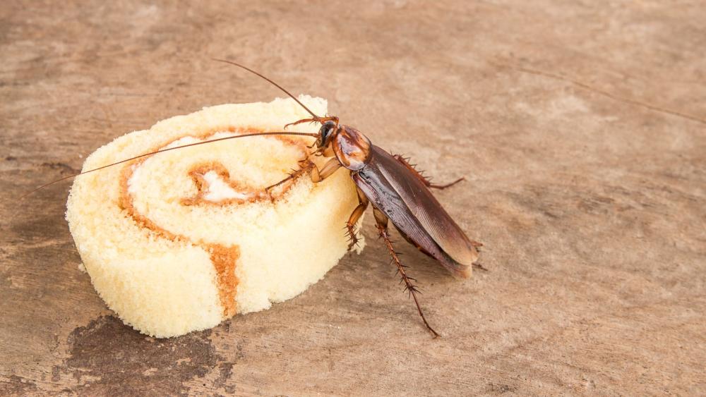 Restricting access to foods is essential to eliminating American roaches from your home. 