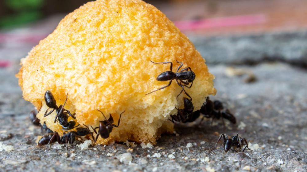 Ants are particularly attracted to sweet and greasy foods, so it’s crucial you keep them sealed away in an airtight container. 