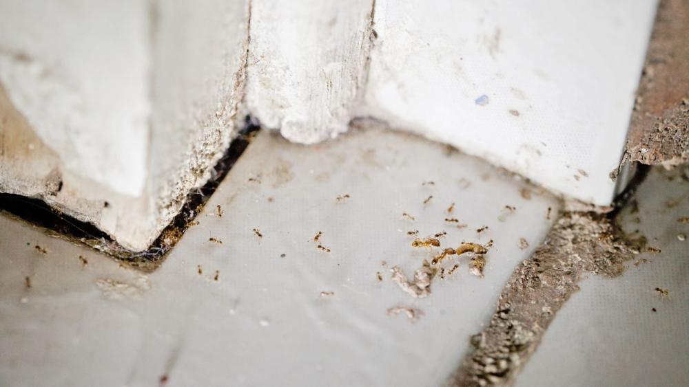If you’re noticing ants swarming around your house, chances are they’ve found a reliable food source and are bringing it back to their colony. 