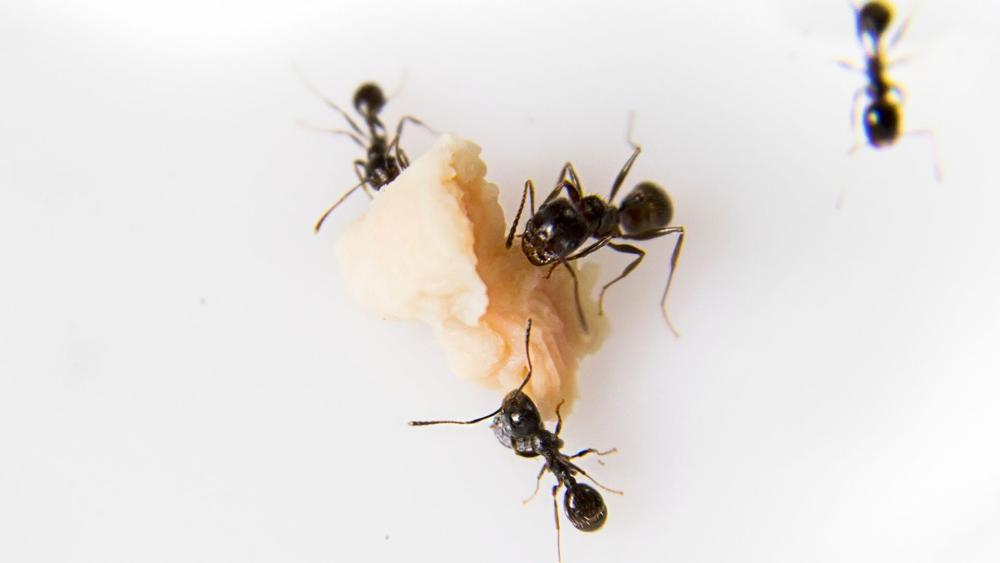 Ants love the smell of sweet foods. If you have spilled jam or honey in your kitchen, ants may target the area as a food source.