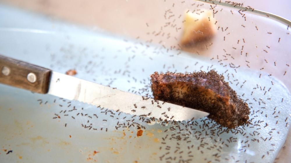 Ants are very persistent creatures and will swarm food scraps until the problem is dealt with.