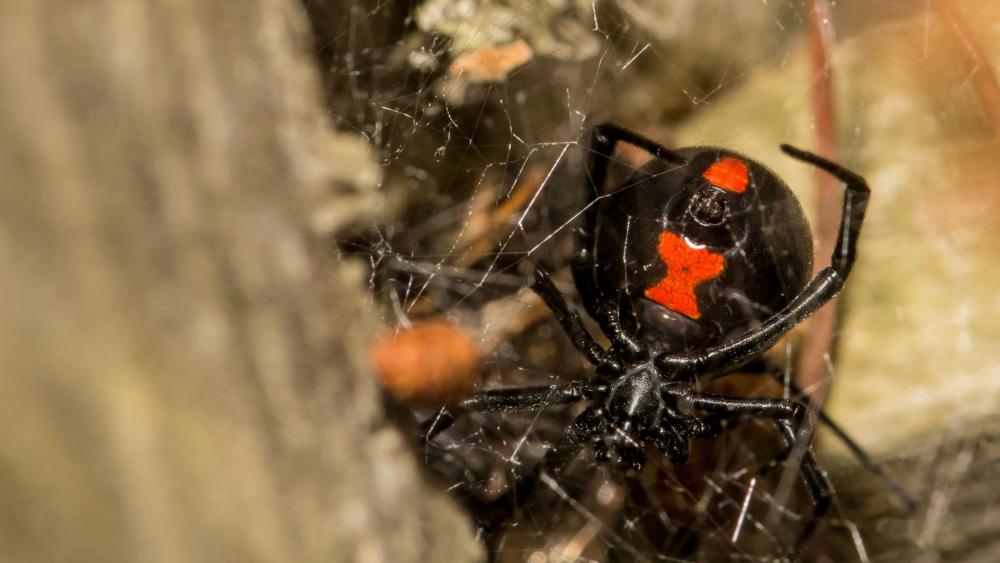 Black widows are easily distinguishable with their red abdominal hour glass.