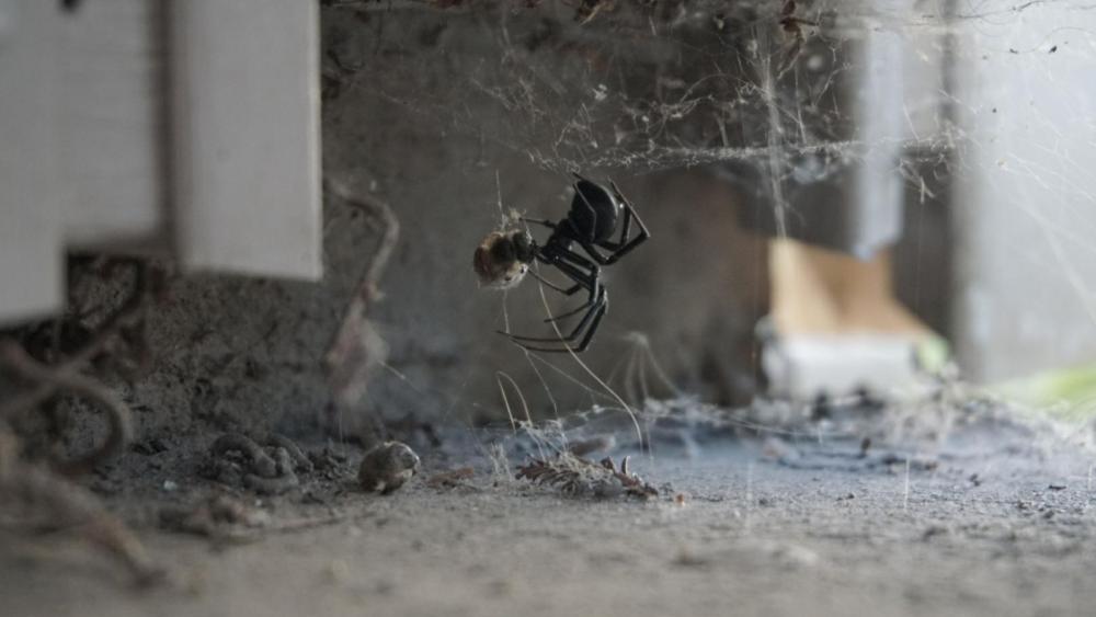 You can usually find black widows at ground level in cluttered areas.
