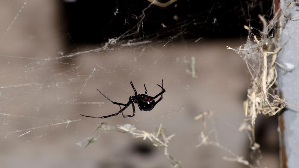 While they are venomous, black widows are luckily no more challenging to get rid of than other spiders.
