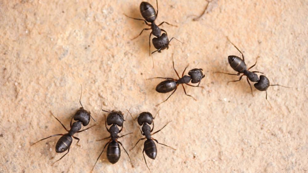 Black carpenter ants are solid black and larger than Florida carpenter ants.