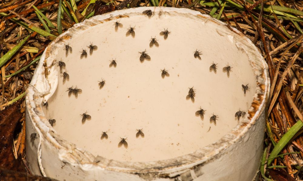 As their name suggests, the most common place you’ll find drain flies is in and around drains and pipe openings. 