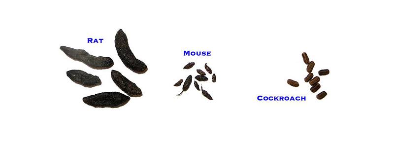 Mouse poop is noticeably smaller than rat poop. Rat droppings are usually larger than a grain of rice.