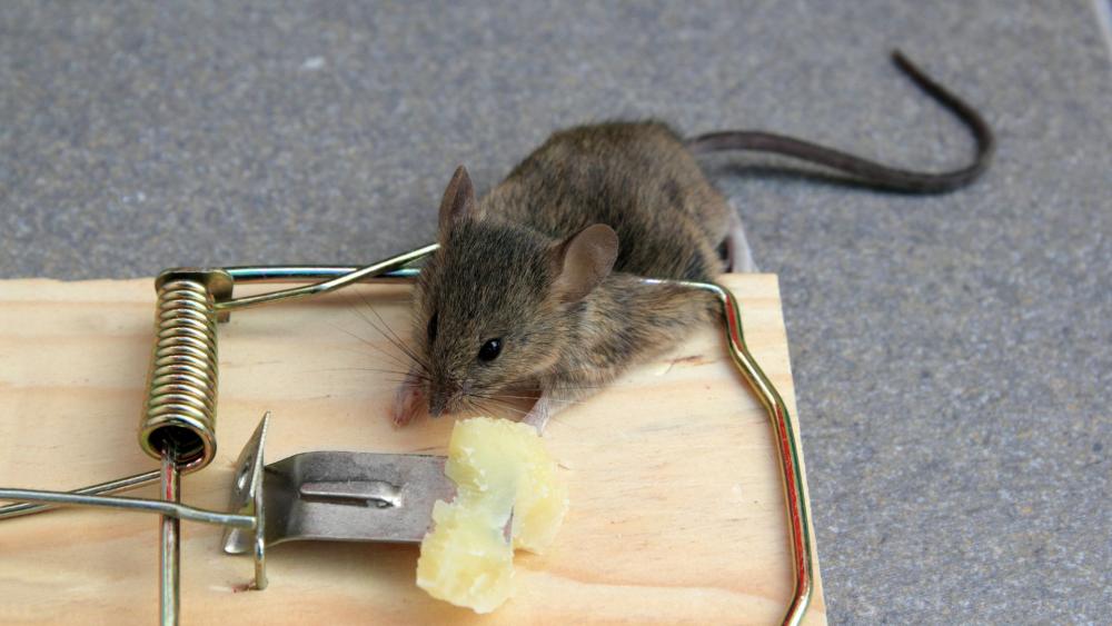Classic snap traps remain an effective way to instantly kill mice.
