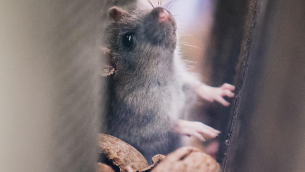Mice can hide and make their home in incredibly tiny crevices, so it’s essential you inspect these areas.