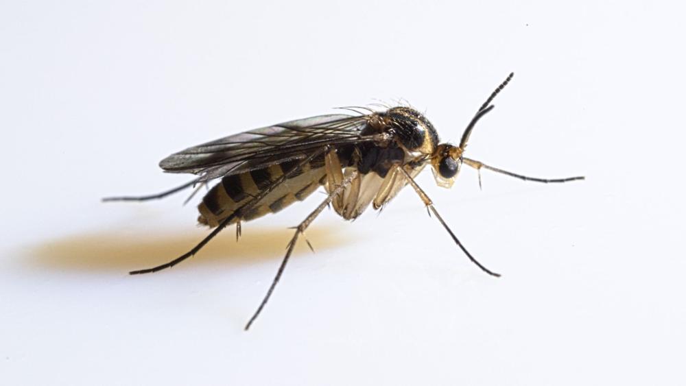 They may look similar to mosquitoes, but adult fungus gnats are relatively harmless to humans.