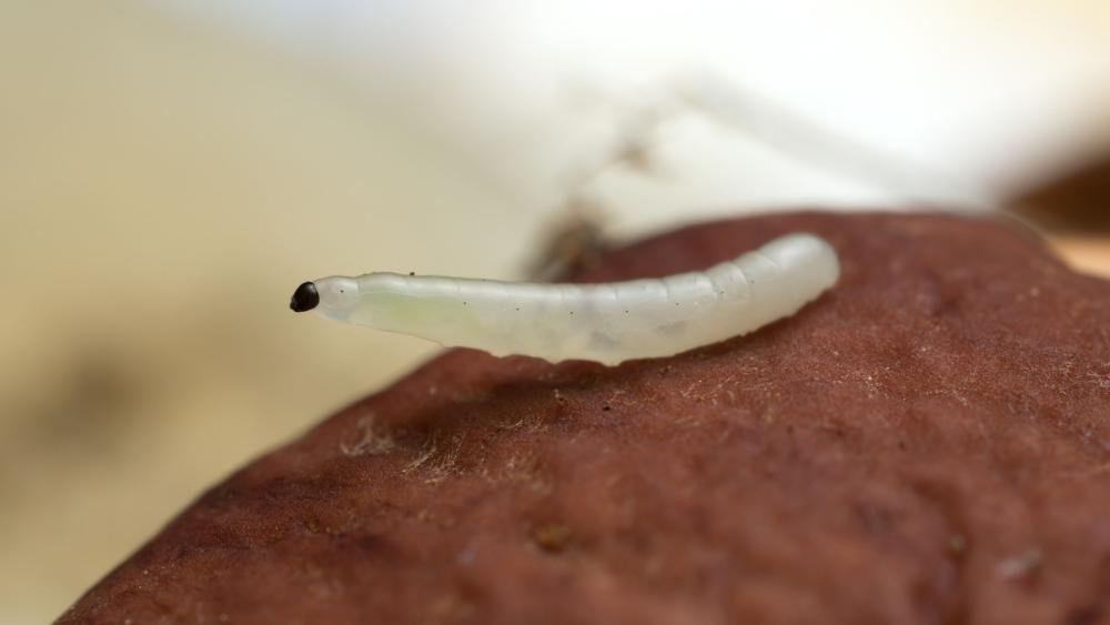 Gnat larvae are easy to spot with their distinctive characteristics.