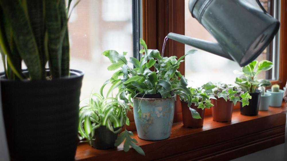Avoid overwatering your plants. The top of the soil needs to dry in between waterings. 