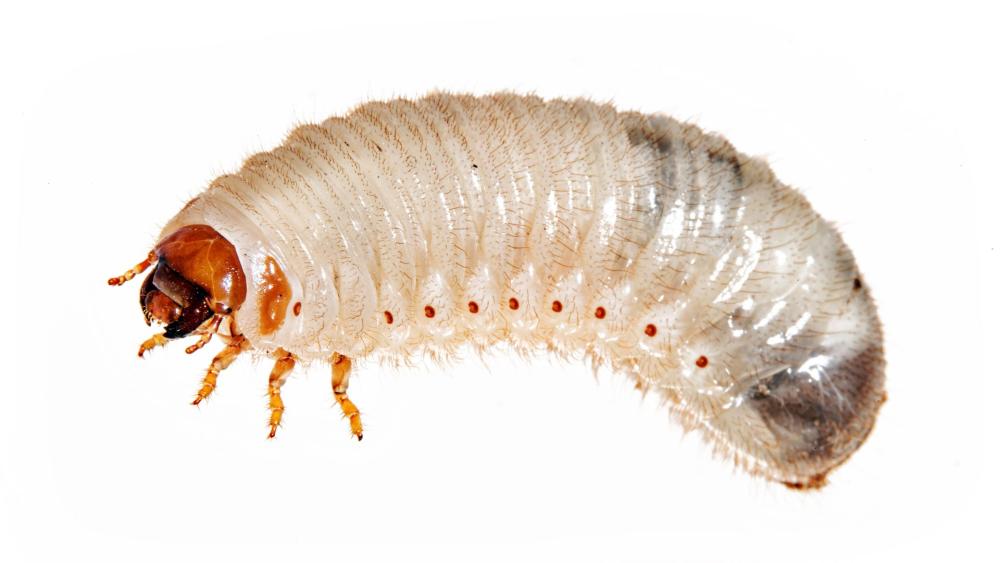 Grubs are usually translucent or white with a reddish brown head.