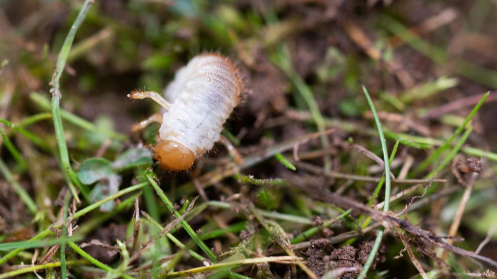 Grubs often thrive in healthy lawns, but you can reduce their numbers by mowing higher and taking care not to over-water.