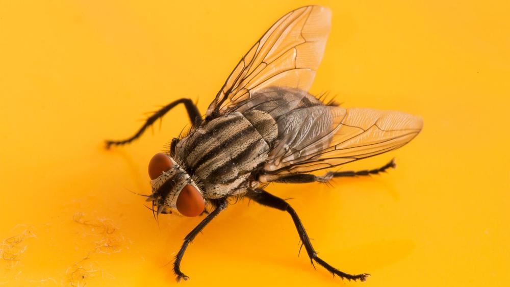 Houseflies can be identified by their long dark stripes running down their back.