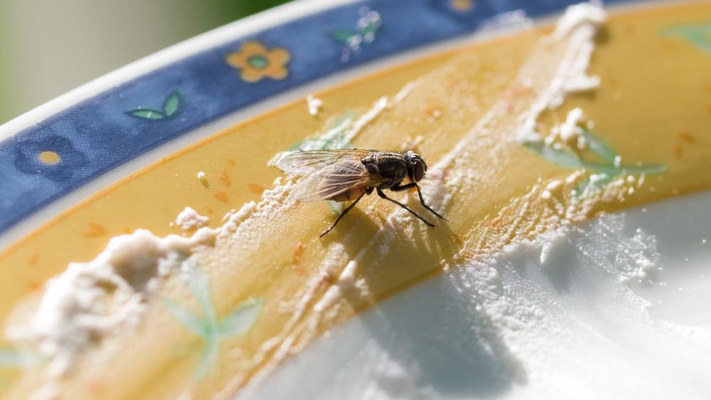 Keeping food and dirty dishes away from houseflies is essential to reducing their numbers.