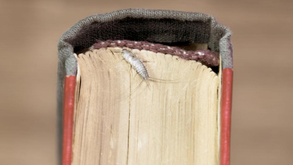 You can often find silverfish nibbling on book bindings. Make sure you keep your valuable books sealed or away from their activity. 