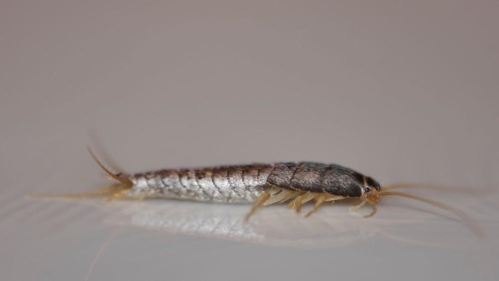 Silverfish get their name from their appearance and fish-like movements.