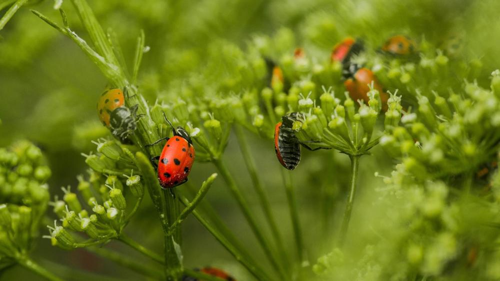 Ladybugs are fairly easy to spot with their distinctive red and black pattern. 