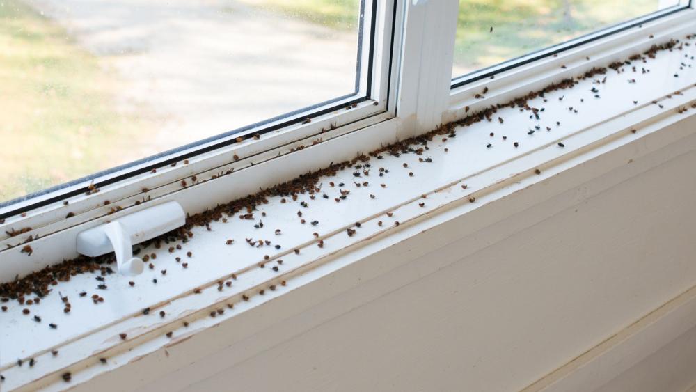 By ensuring areas around your windows are properly sealed, you can keep ladybugs from invading your home’s interior. 