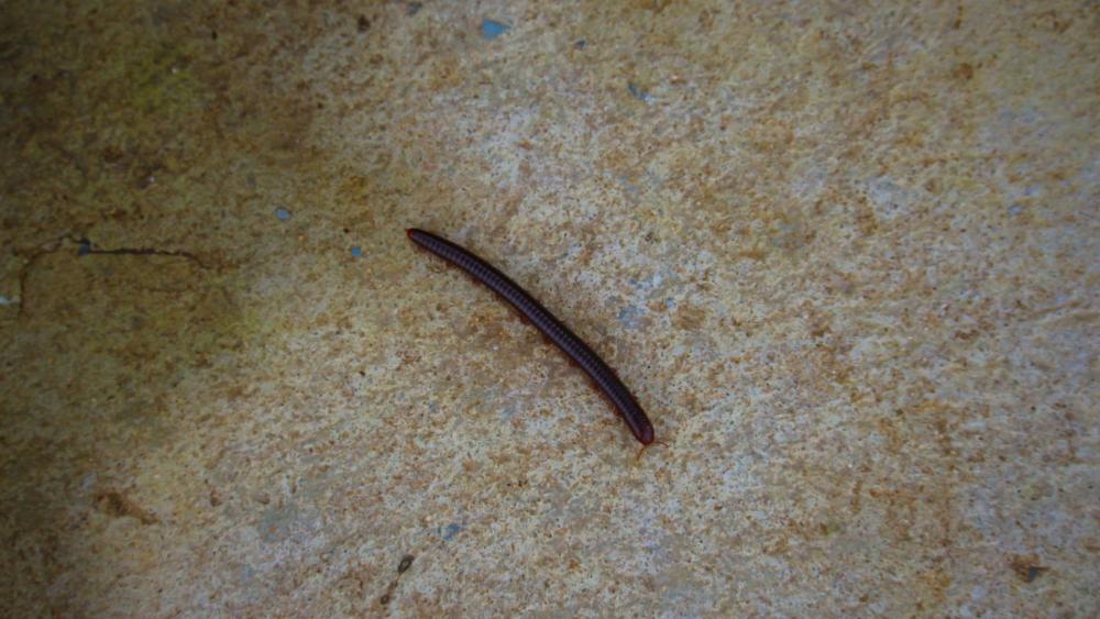 Millipedes can sometimes be found crawling on the exterior of your home, looking for a way in.