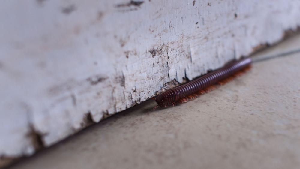 Sealing up cracks and crevices around your home is key to preventing millipedes from coming indoors. 