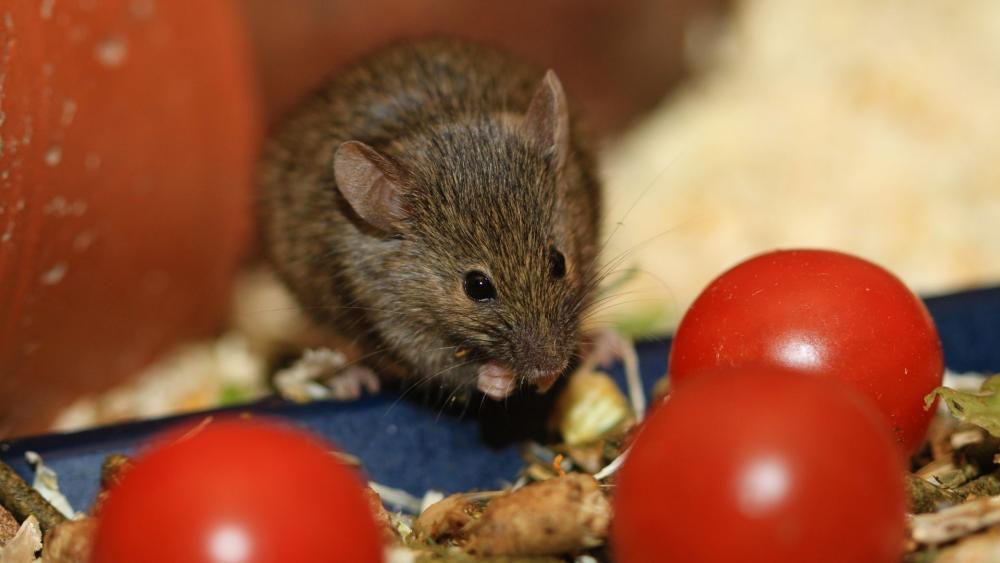 Mice come inside for shelter and food. Keep food stored securely to avoid attracting them.