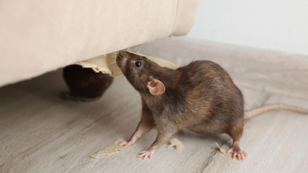 Rats and mice may damage your furniture and upholstery and can occasionally make nests inside.