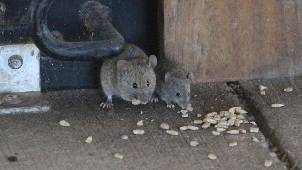 Mice are experts at squeezing through and hiding in tight spaces. It’s important to check cracks and crevices, and even behind appliances like your refrigerator or oven. 