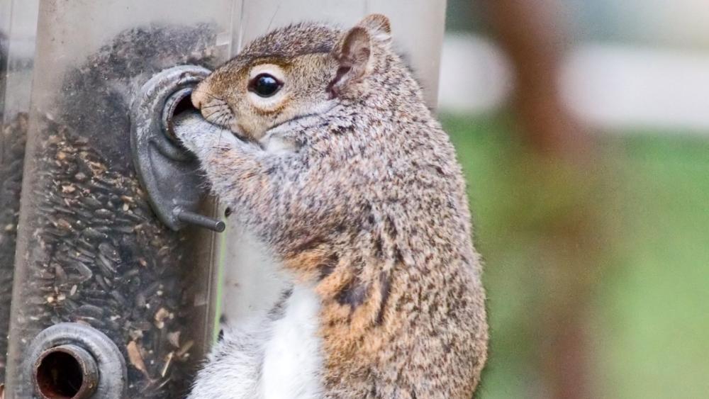 Some squirrels are so persistent you may need to use professional squirrel traps and bait.