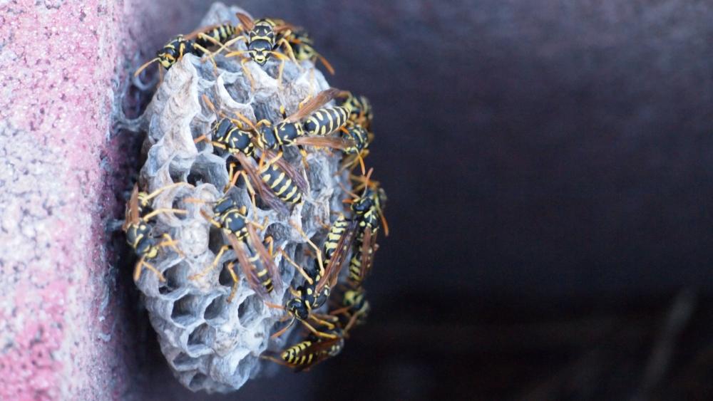 Wasps like to make their nests in hard-to-reach areas that are protected from the elements.