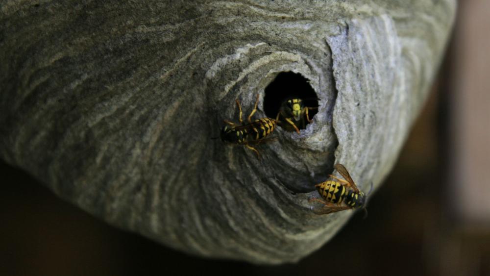 Yellow jacket aerial nests can reach huge sizes if not controlled quickly. 