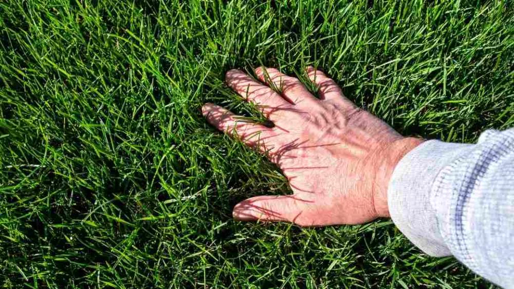 A person checking the health of their lawn's grass.