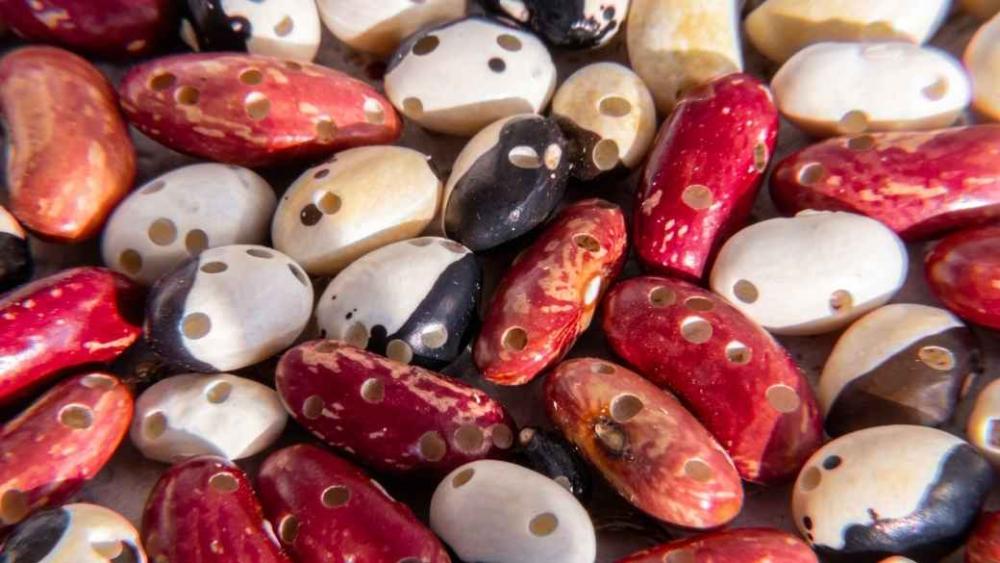 Beans destroyed by a bean weevil.