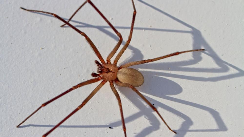 Brown recluse spiders can be identified with the violin shape on top of their head.