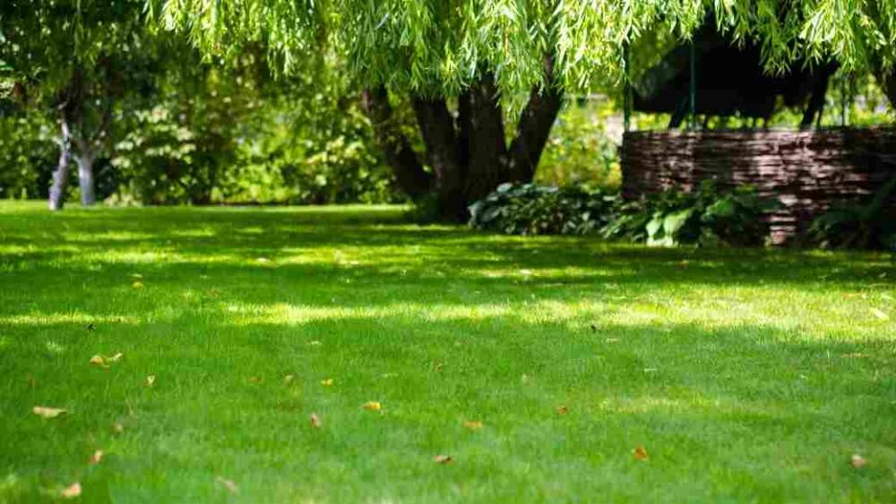 A green and well maintained lawn under a willow tree.