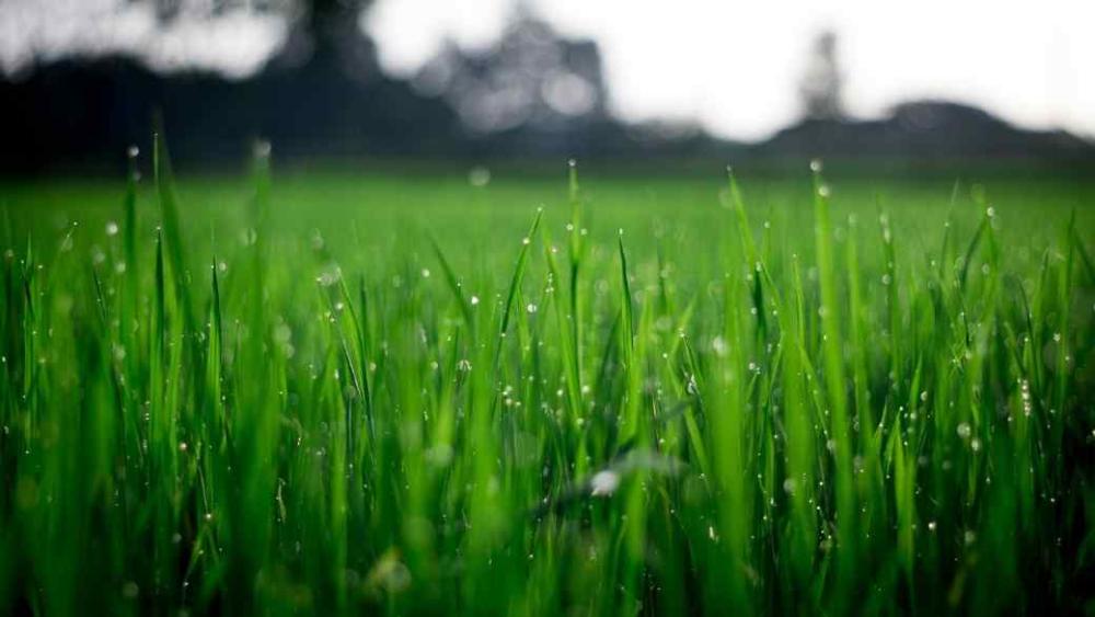 A closeup of a green grass blades in a lawn.