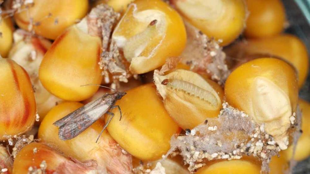 Corn being infested with Indianmeal moths.