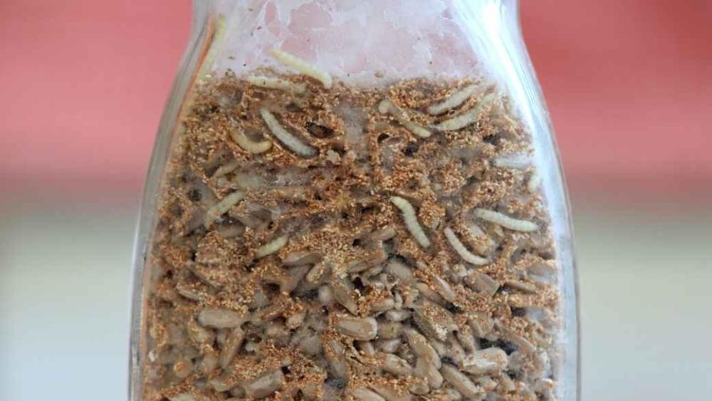 A jar infested with Indianmeal moths.