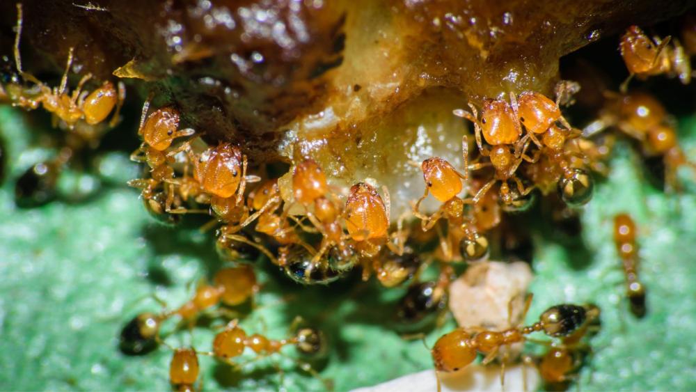 Leaving out fruits on the counter is a recipe for inviting pharaoh ants into your kitchen.