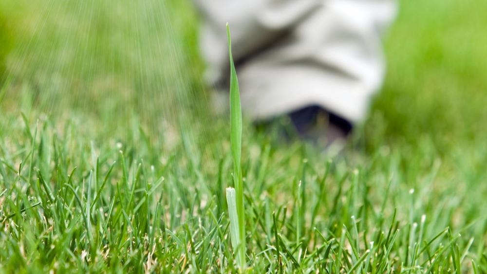 Knocking out annual weeds before they get a foothold is key to a healthy lawn.