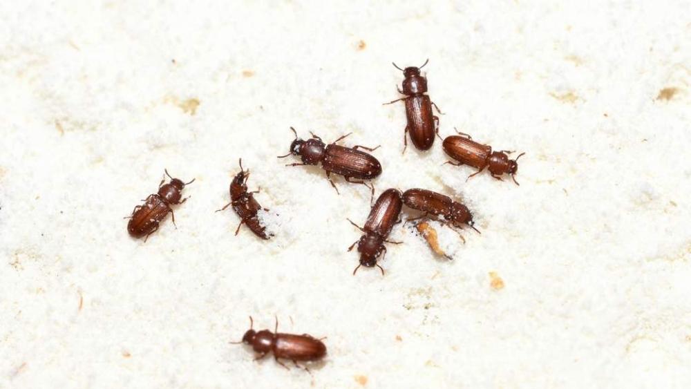 Red flour beetles eating flour.