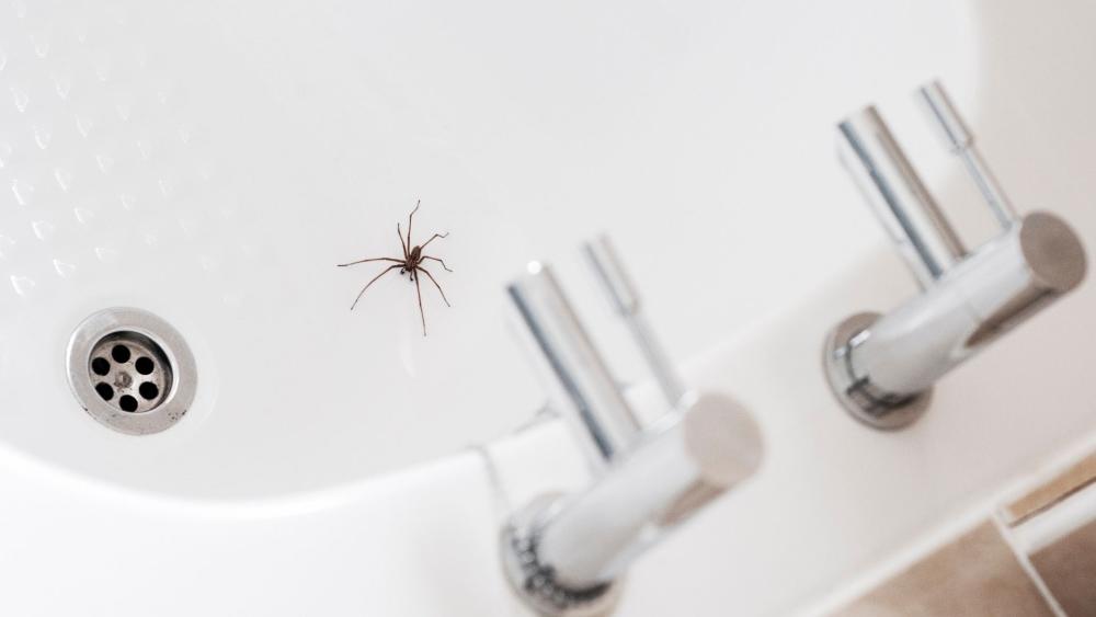 Sanitizing and sealing up your home can deter spiders from making their way indoors. 