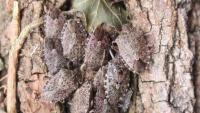 An image of several stink bugs congregating on the bark of a tree. 