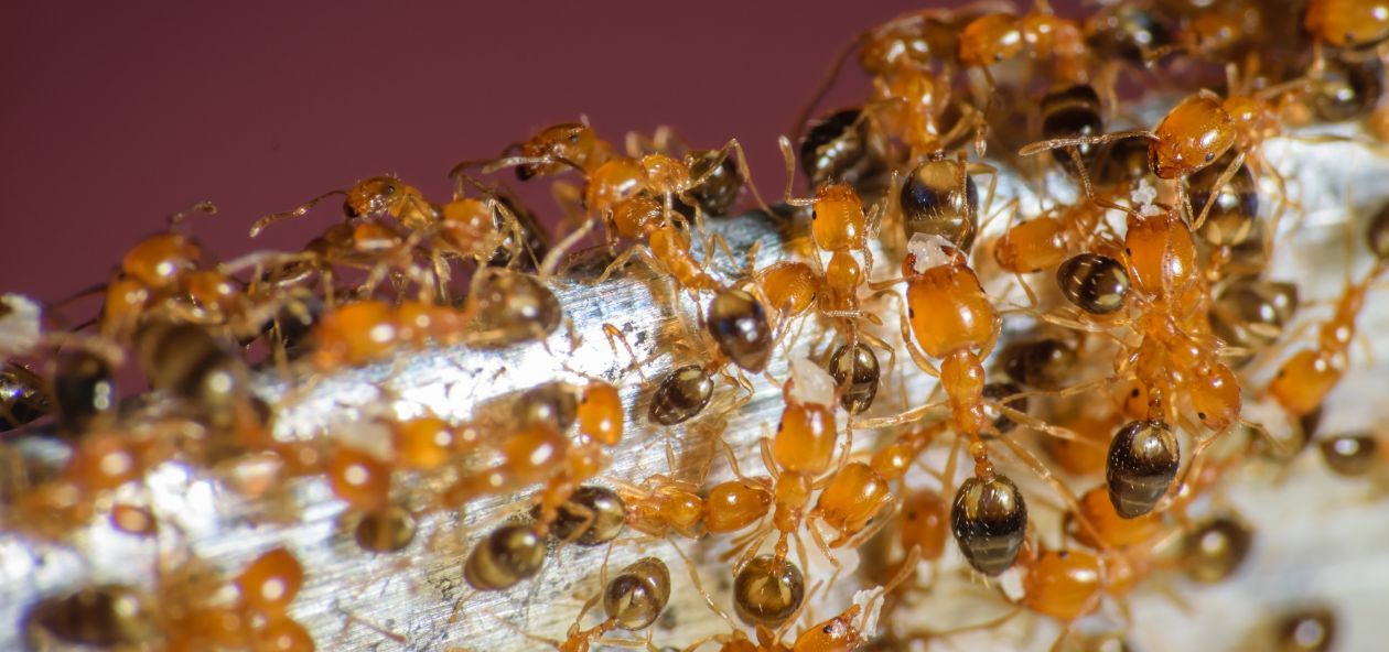 What Is the Best Ant Killer For Pharaoh Ants?