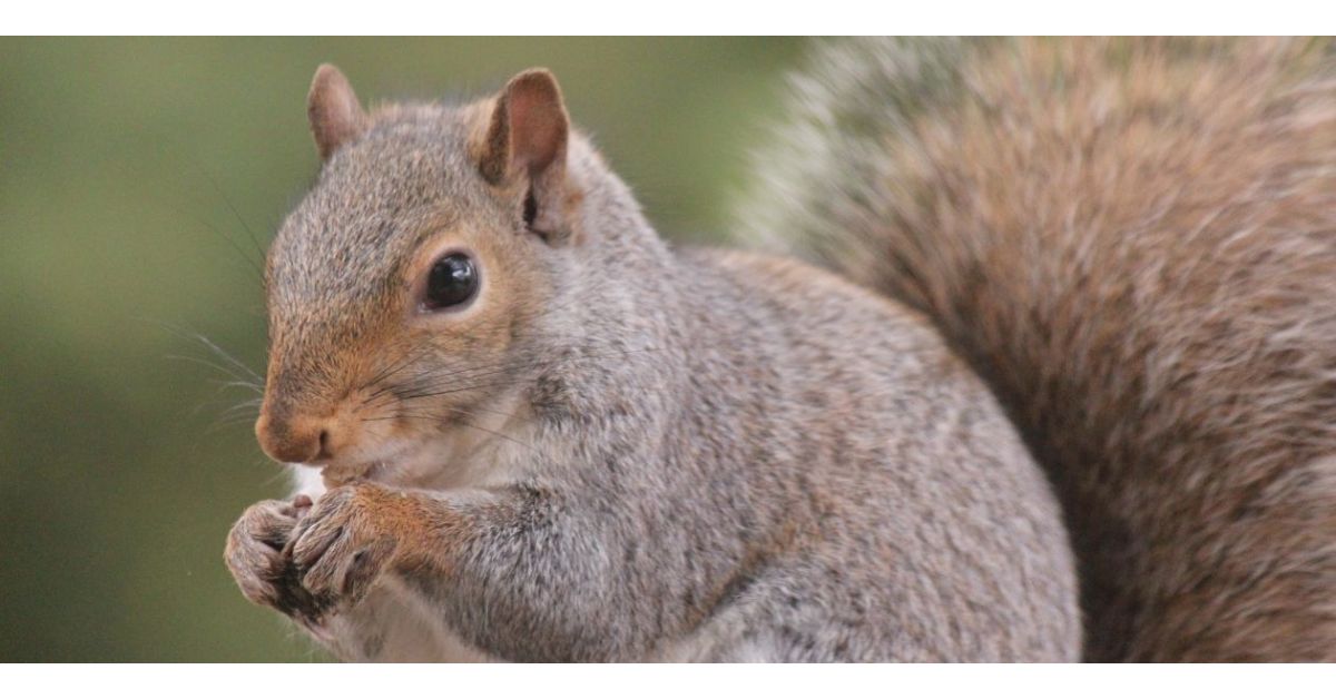 10 Scents That Squirrels Hate (and How to Use Them)