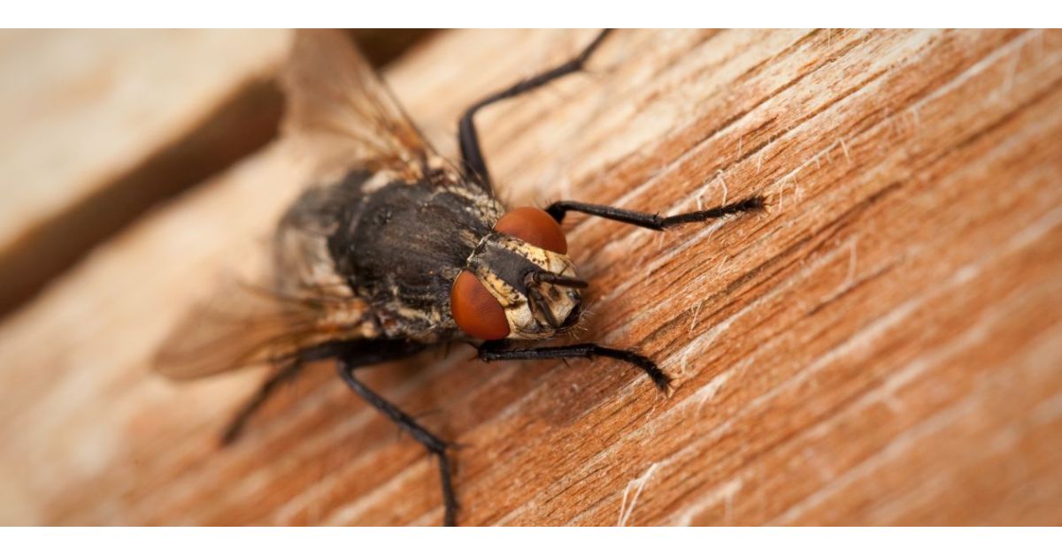 6 Ways To Get Rid Of Flies Inside The House Naturally