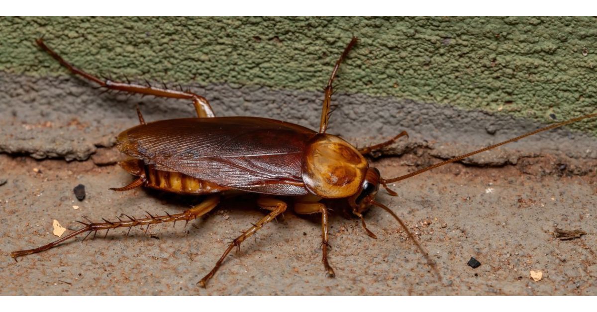 Are American Roaches Hard To Get Rid Of?