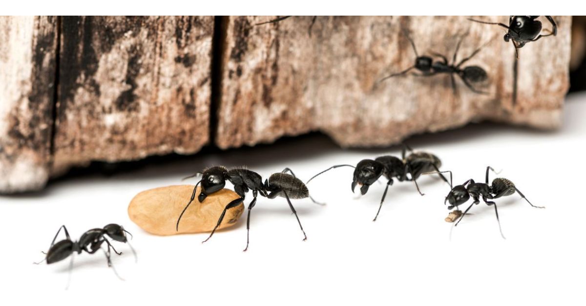 Can I Get Rid Of Carpenter Ants On My Own?